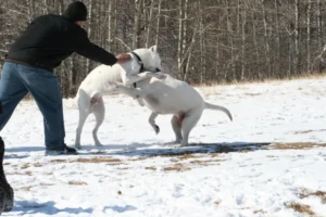 A man going to break up play fighting that is escalating at a dog park in Calgary.