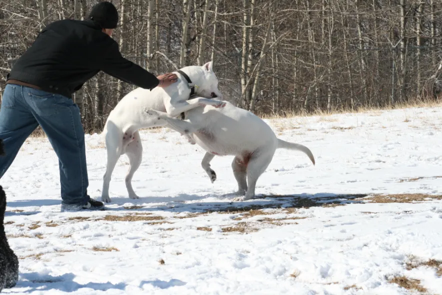 A man going to break up play fighting that is escalating at a dog park in Calgary.