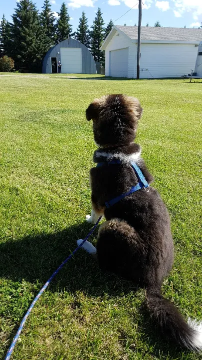 Teaching a puppy at Dog Squad to sit and down to 150 feet near distractions.