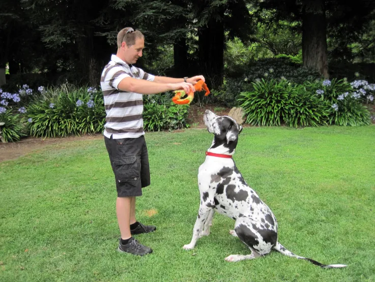 Dog Squad trainer Tyson Hainsworth teaching Samson the Great Dane to sit and focus.