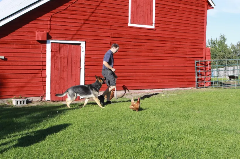Dog Squad owner Tyson Hainsworth heeling his German Shepherd through chicken distractions.