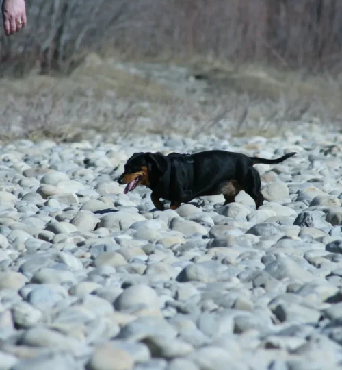 Black and tan dachshund weiner dog on river rocks in Calgary Alberta.
